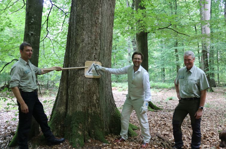 Forstminister Albrecht markiert den 80.000sten Habitatbaum