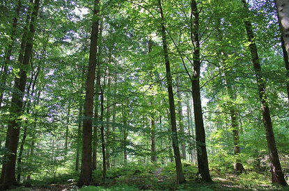 Tief im Wald, Schleswig-Holsteinische Landesforsten